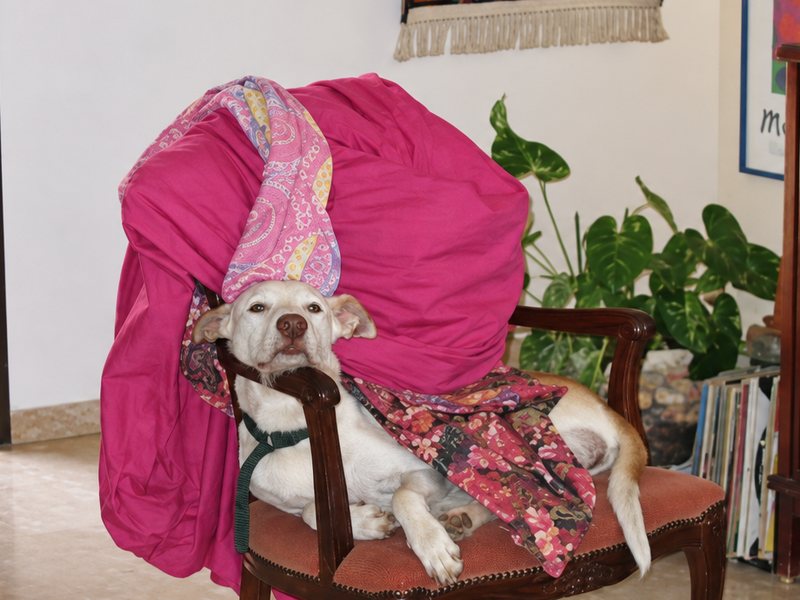 Zulu, a white dog with a light beard, curled up on a wooden chair under a pink blanket